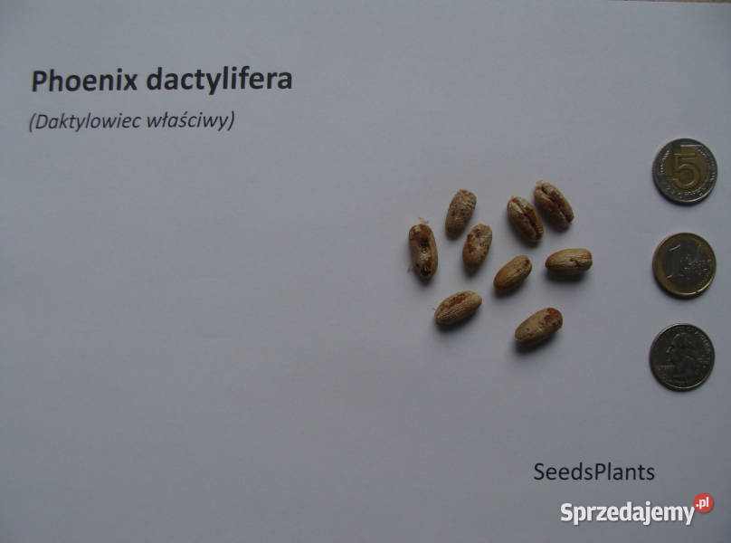 DAKTYLOWIEC WŁAŚCIWY Phoenix dactylifera NASIONA