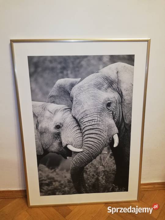 Słonie obraz w aluminiowej ramie Warszawa