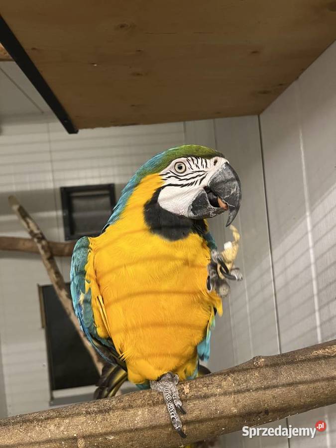 Samica ara ararauna Proszowice