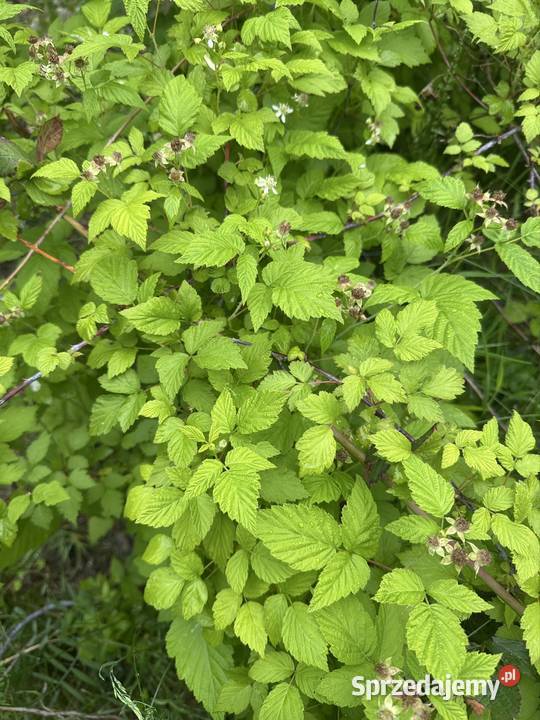 Jeżyna sadzonki łódzkie