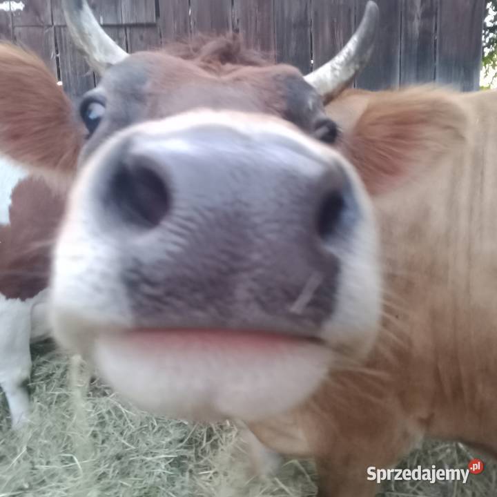 Sprzedam 2 eko krowy SM i Yersey w ręce Zwoleń