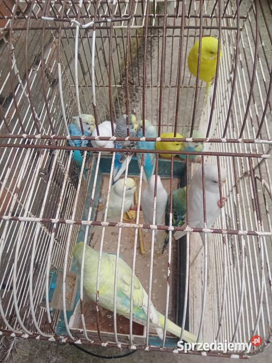 Faliste Wawrzeńczyce