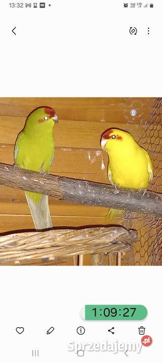 Modrolotka kozia Rybitwy