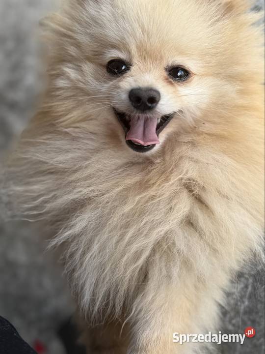 Szpic miniaturowy pomeranian Poniszowice sprzedam