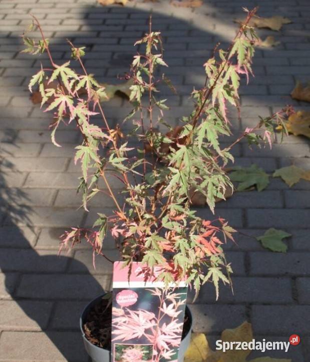 Klony palmowe Osakazuki BloodgoodFirecrocker wielkopolskie Osiny