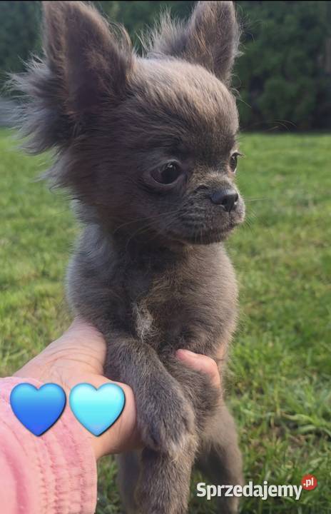 Chihuahua samczyk długowłosy FCI Łódź