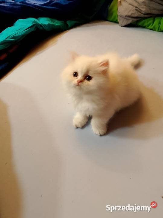 Przeurocze kanapowce perskie przytulasy Pozostałe