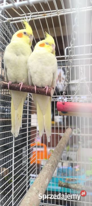 Młode papużki Nimfy Lutino Kwaczała
