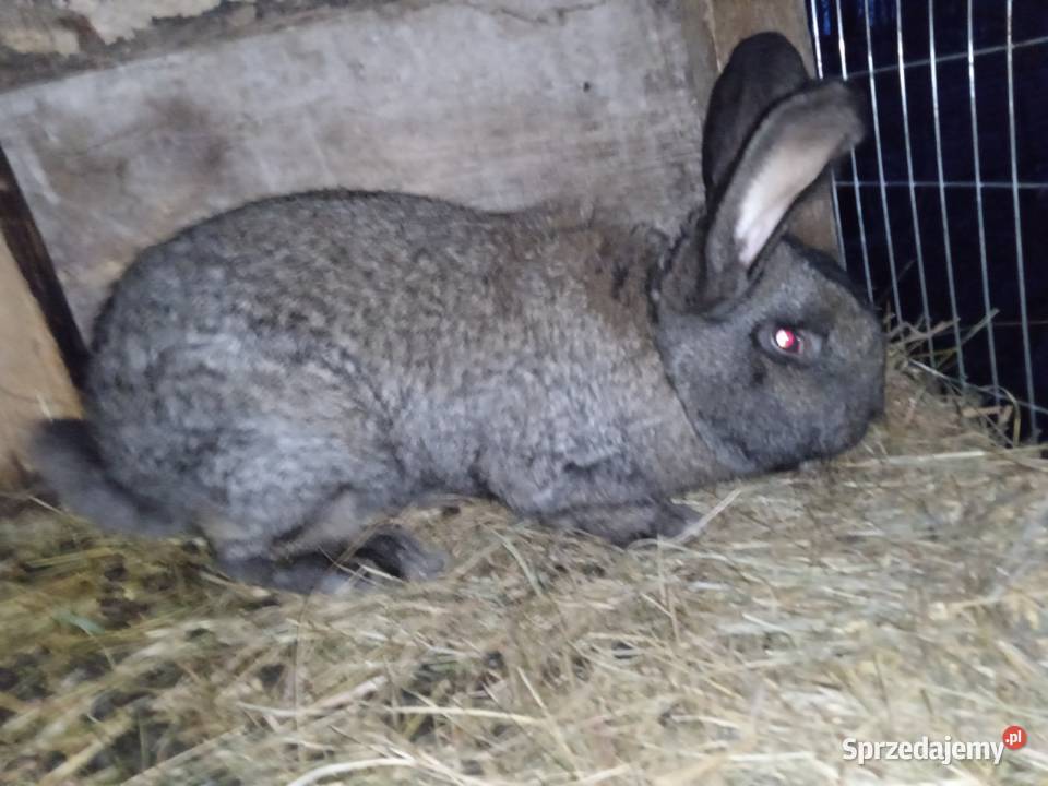 Sprzedam królika Gryzonie Gójsk