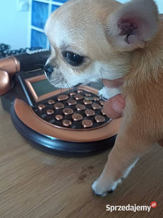 Chihuahua XSS Krótkowłosa Przepiękna