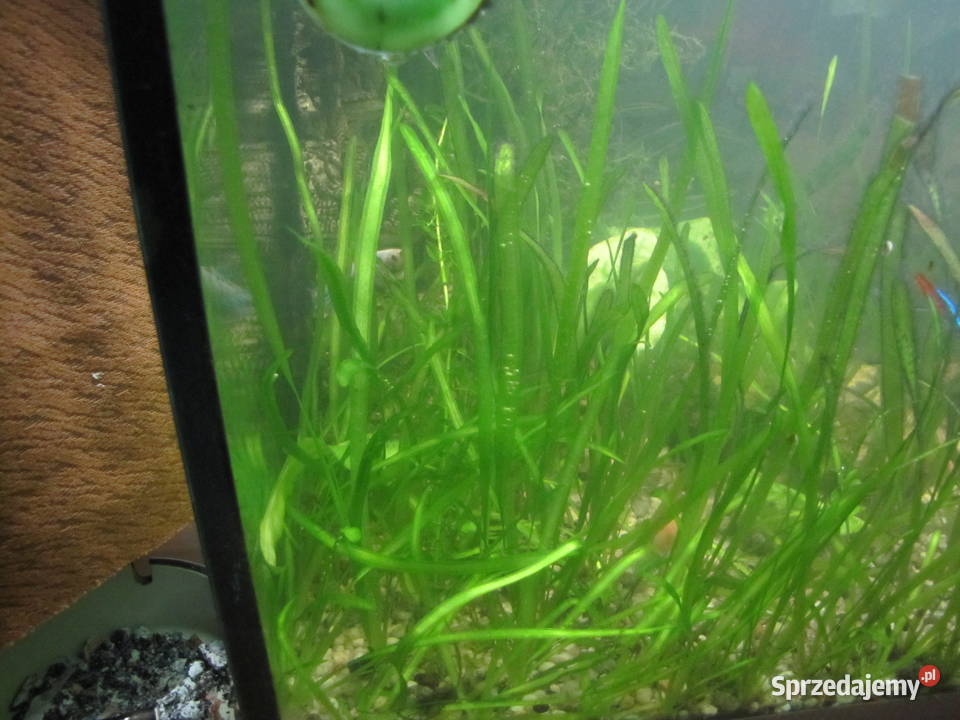 Trawka nurzaniec Toruń