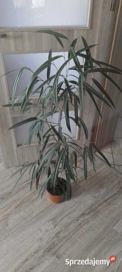 Fikus Wierzbolistny Alii 100 Wieliczka