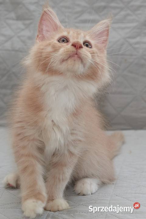 Maine Coon kremowy z białym kocurek Jeremi Słupno