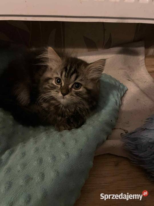 Kot perski kocurek pręgowany z rodowodem Gliwice sprzedam