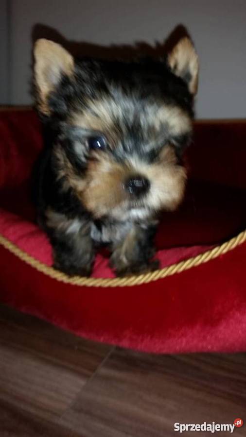Yorkshire Terrier York Yorki Kraków małopolskie Kraków