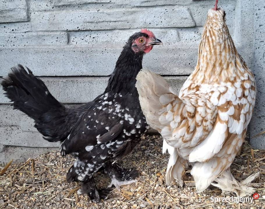 Jaja lęgowe karzełki łapciate mazowieckie Łochów