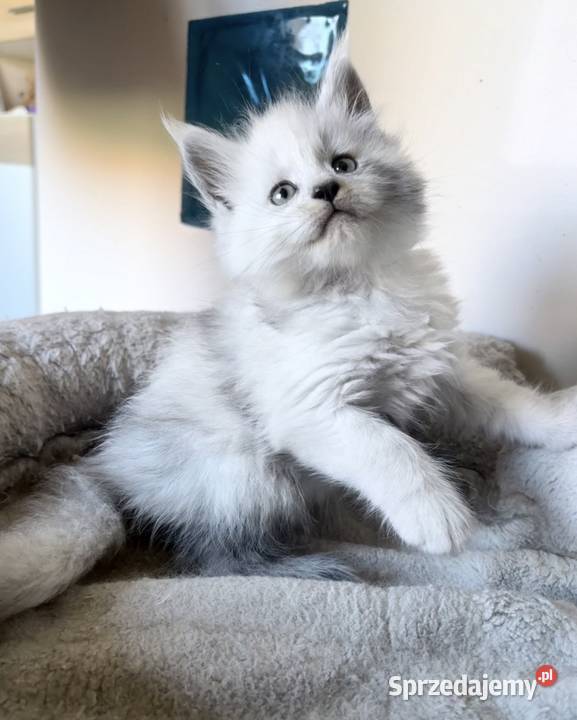 Maine Coon kocurek importach Wińsko