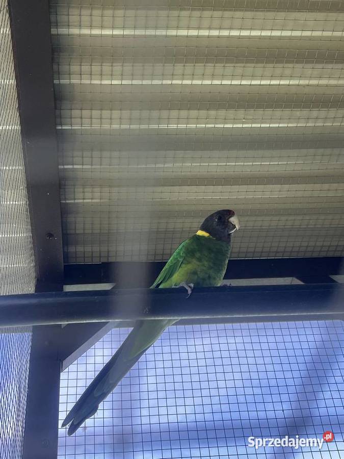 Papuga kragen samica małopolskie Limanowa