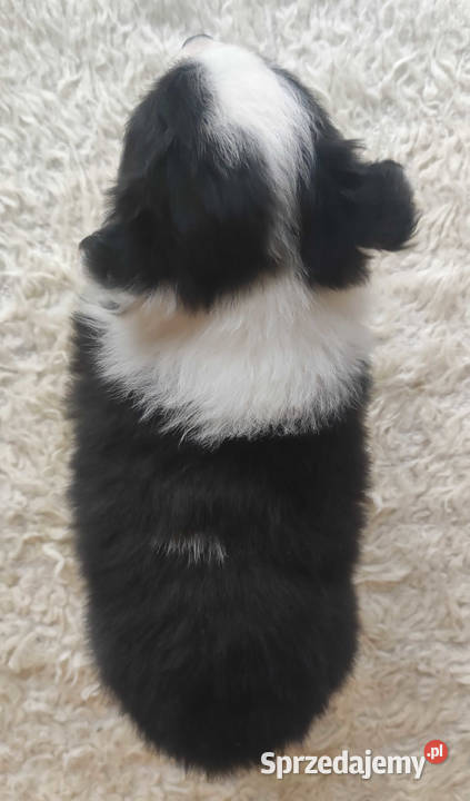 Szczenię BORDER COLLIE z Hodowli Rasowy pies z
