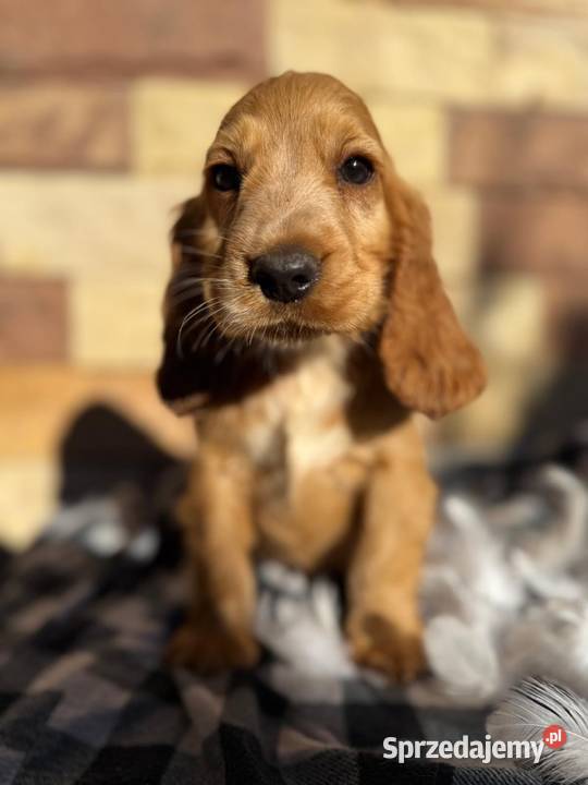 Śliczny piesek Cocker Spaniel Angielki Gold z Kraków