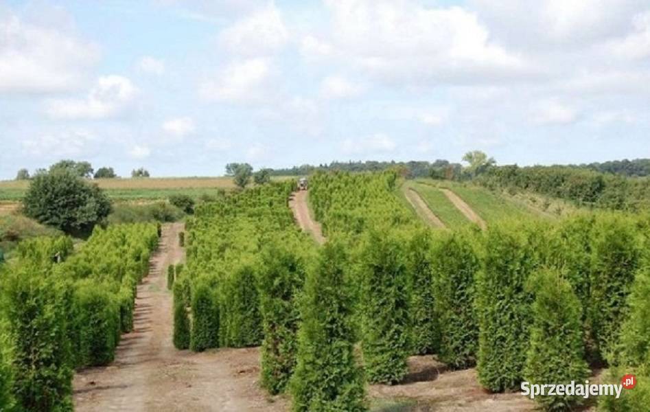 TUJA BRABANT THUJA BRABANT 120140 DOSTAWA śląskie Katowice
