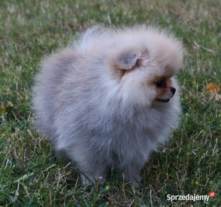 piękna dziewczyna pomeranian Zwierzęta wielkopolskie Pleszew