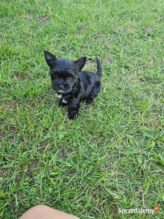 Yorkshire Terrier CZARNA Diablica małopolskie Niepołomice