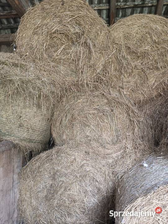 Siano Kozubów