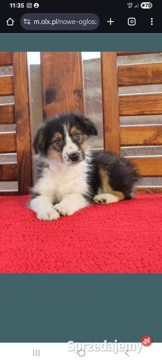 Border collie Tricolor małopolskie Radwan