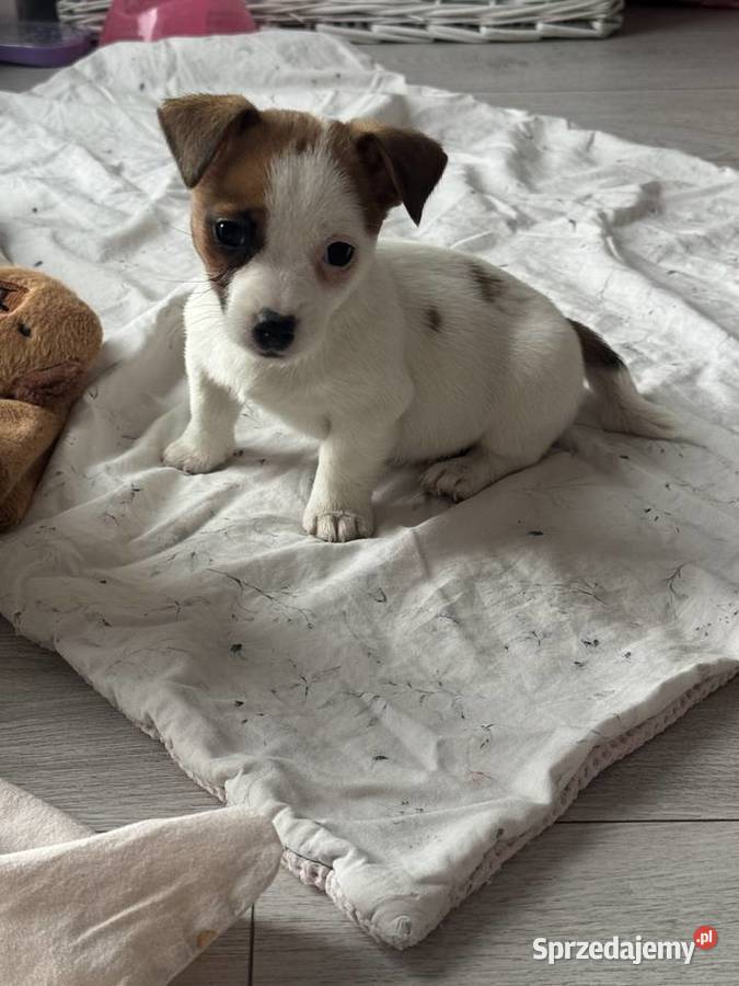 Jack Russell Terrier suczka śląskie