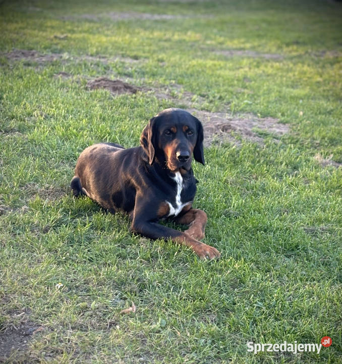 Gończy Polski szczenię Uniejów