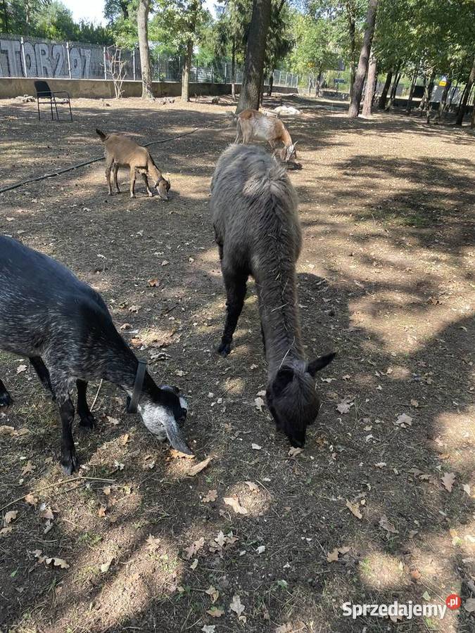 Alpaki Suri Huacaya samica i 2 samce mazowieckie Warszawa