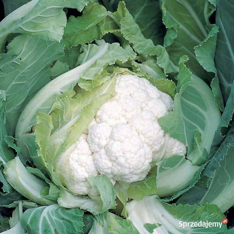 Kalafior mały warzywa Delikatesy mazowieckie sprzedam