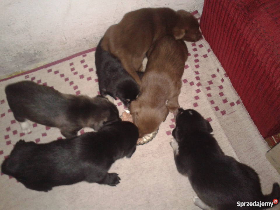 Mam o sprzedania husky mieszaniec śląskie