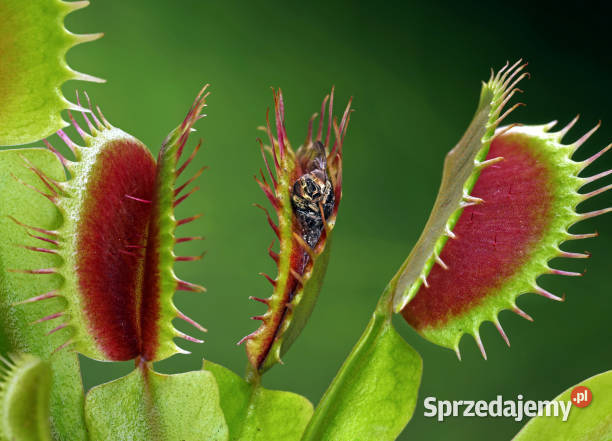 Dionaea muscipula Mięsożerny ekosystem w Twoim Barcin