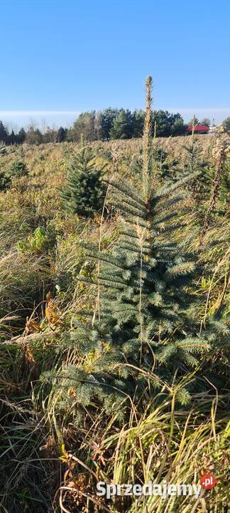 Świerk srebrny do wykopania Rośliny Jełowa sprzedam