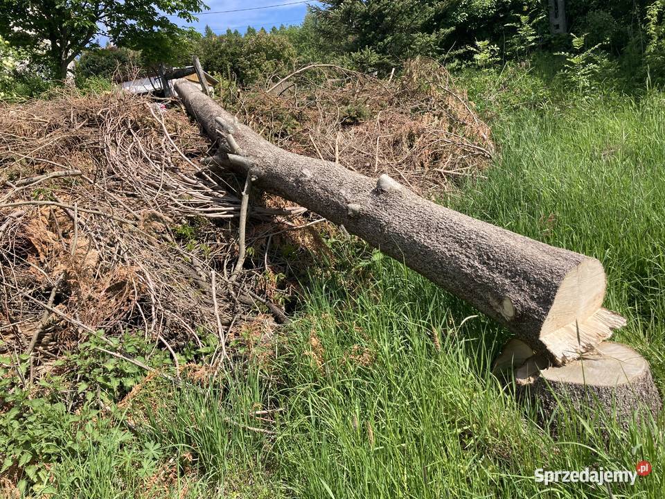 Sprzedam jesion w klocu 2 podkarpackie Domaradz sprzedam