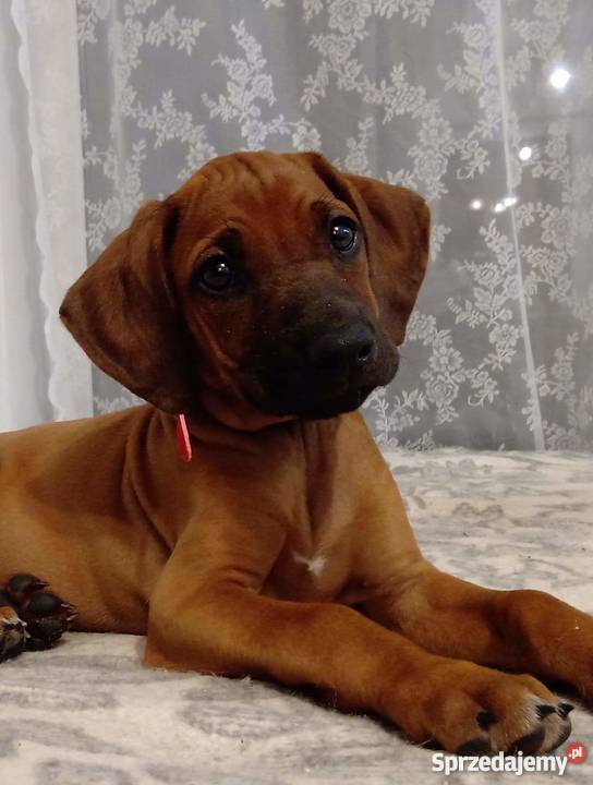 Szczenięta Rhodesian Ridgeback