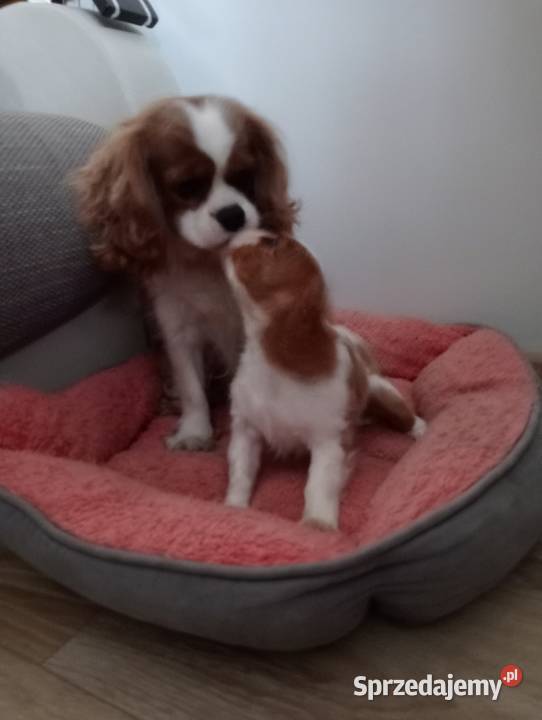 Cavalier King Charles Spanieltricolor