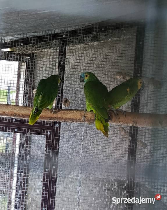 Amazonka Niebieskoczelna Samica Żabno