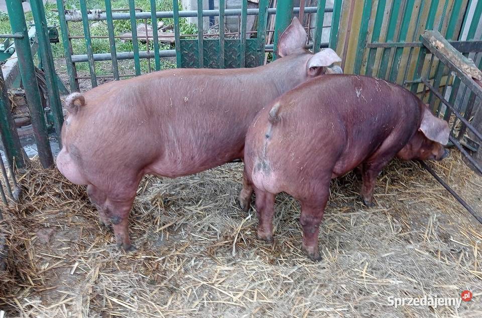 Knurki Duroc mięsne Trzoda chlewna Produkcja zwierzęca