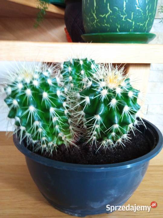 Aloesy kolekcjonerskie i