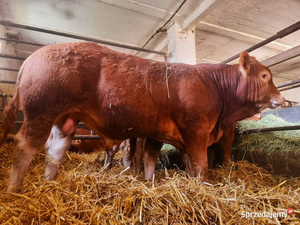 SPRZEDAM byki rasy Limousine 100 BEZROŻNE sprzedam