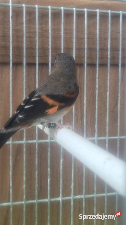 Czyżyk czerwony samiczka małopolskie