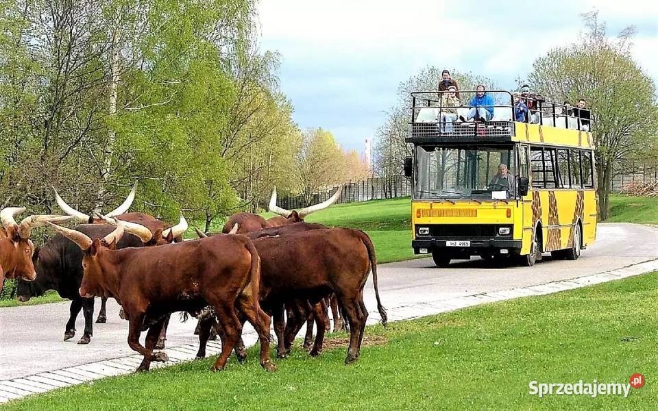 ZOO SAFARI BROUMOV I ADRSPAH Wyjazd z Nowego małopolskie Nowy Sącz
