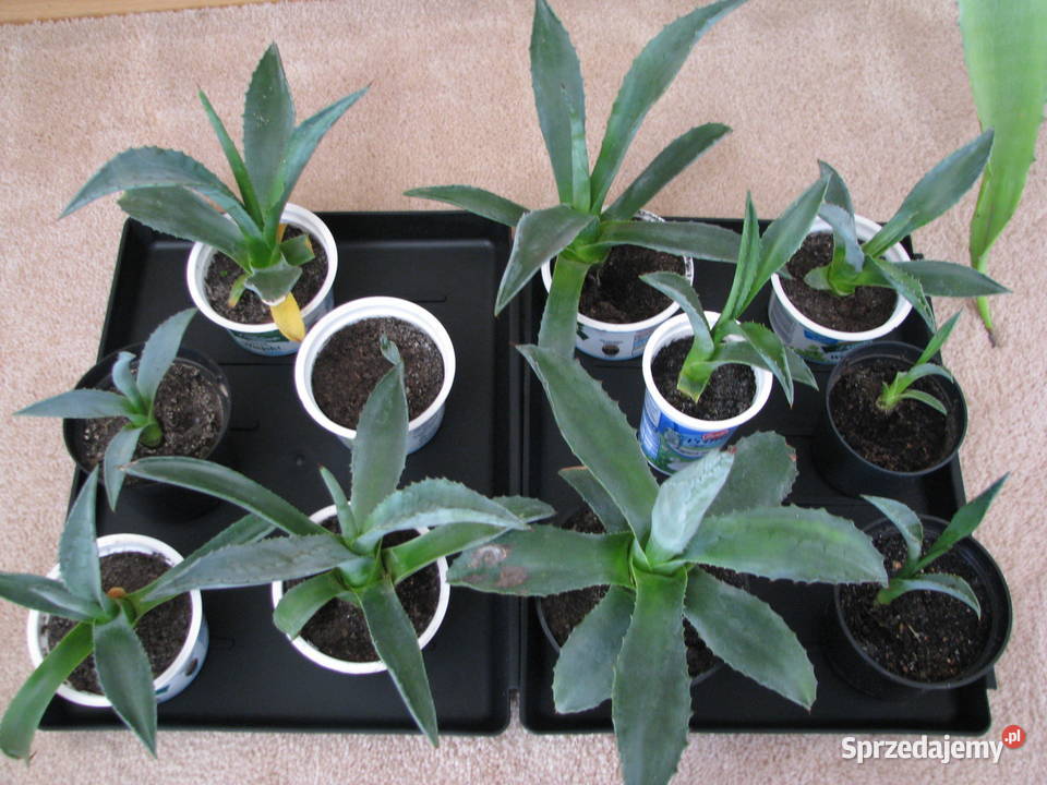 Agawa zdrowe ukorzenione sadzonki do ogrodu