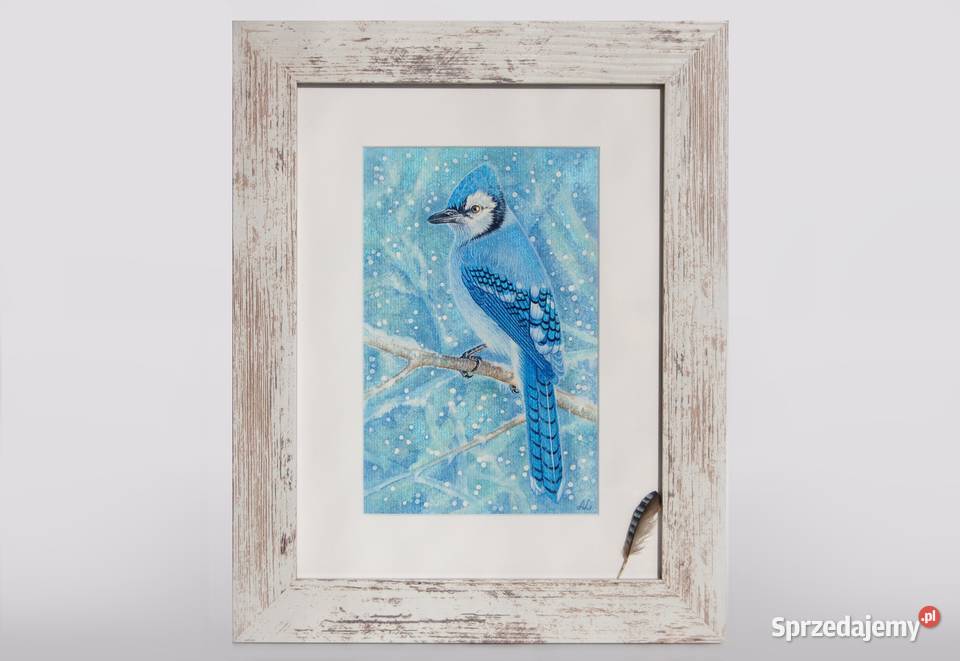 Blue Jay modrosójka błękitna ptak zima akwarela Dom i Ogród lubelskie Lublin