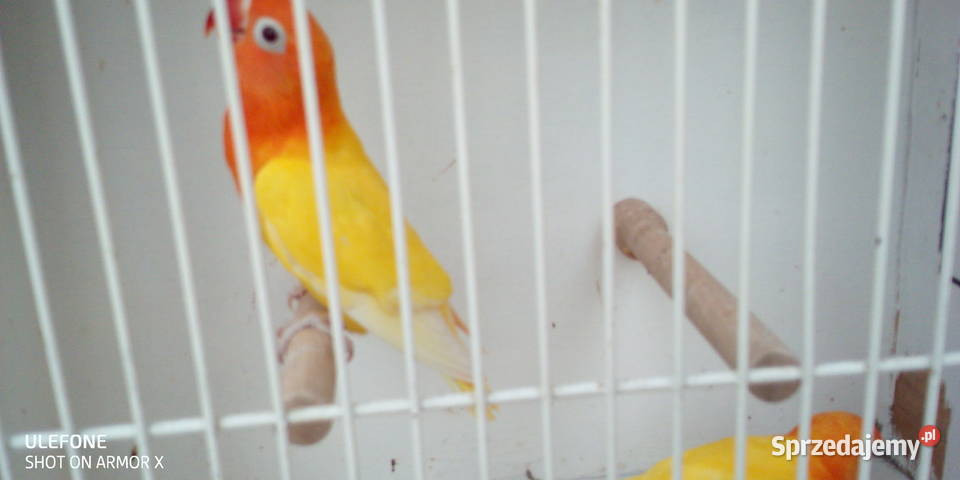 Nierozłączki Fischera małopolskie Nowy Sącz