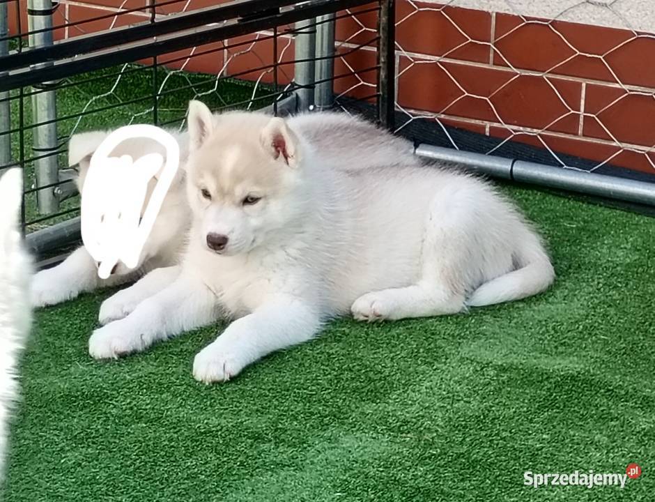 Siberian husky boy sprzedam