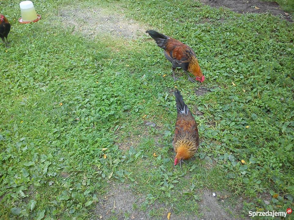 Koguty zielononóżki sprzedam